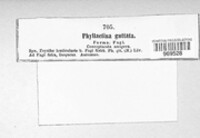 Phyllactinia guttata image
